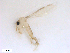 ( - WRBU-SF2011.082)  @12 [ ] CreativeCommons - Attribution (2012) CBG Photography Group Centre for Biodiversity Genomics
