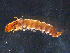  (Hydropsyche scalaris - BIOUG03301-H11)  @13 [ ] CreativeCommons - Attribution (2013) Stantec Centre for Biodiversity Genomics