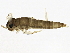  ( - SCCWRP0047003)  @12 [ ] CreativeCommons - Attribution (2012) CBG Photography Group Centre for Biodiversity Genomics