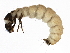  (Agapetus celatus - SCCWRP0064006)  @14 [ ] CreativeCommons - Attribution (2012) CBG Photography Group Centre for Biodiversity Genomics