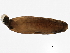  ( - SCCWRP0064007)  @13 [ ] CreativeCommons - Attribution (2012) CBG Photography Group Centre for Biodiversity Genomics