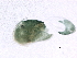 ( - SCCWRP0323108)  @11 [ ] CreativeCommons - Attribution (2012) CBG Photography Group Centre for Biodiversity Genomics