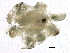  ( - SCCWRP0387010)  @13 [ ] CreativeCommons - Attribution (2012) CBG Photography Group Centre for Biodiversity Genomics