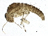  ( - SCCWRP0116020)  @13 [ ] CreativeCommons - Attribution (2012) CBG Photography Group Centre for Biodiversity Genomics