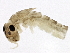  ( - SCCWRP0125005)  @12 [ ] CreativeCommons - Attribution (2012) CBG Photography Group Centre for Biodiversity Genomics