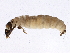  ( - SCCWRP0255001)  @13 [ ] CreativeCommons - Attribution (2013) CBG Photography Group Centre for Biodiversity Genomics