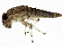  ( - SCCWRP0284027)  @14 [ ] CreativeCommons - Attribution (2013) CBG Photography Group Centre for Biodiversity Genomics