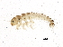  ( - SCCWRP0318043)  @13 [ ] CreativeCommons - Attribution (2013) CBG Photography Group Centre for Biodiversity Genomics