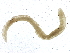  (Tubifex tubifex - SCCWRP0239012)  @12 [ ] CreativeCommons - Attribution (2012) CBG Photography Group Centre for Biodiversity Genomics