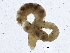  ( - SCCWRP0239022)  @12 [ ] CreativeCommons - Attribution (2012) CBG Photography Group Centre for Biodiversity Genomics