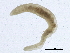  ( - SCCWRP0239040)  @12 [ ] CreativeCommons - Attribution (2012) CBG Photography Group Centre for Biodiversity Genomics