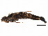  ( - SCCWRP0114001)  @13 [ ] CreativeCommons - Attribution (2012) CBG Photography Group Centre for Biodiversity Genomics