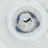  ( - MOZZ00000871A_G8)  @11 [ ] by (2004) Genome Research Ltd as Wellcome Sanger Institute Genome Research Limited operating as Wellcome Sanger Institute