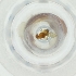  ( - MOZZ00000885A_C7)  @11 [ ] by (2004) Genome Research Ltd as Wellcome Sanger Institute Genome Research Limited operating as Wellcome Sanger Institute
