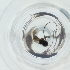  (Doryctini - SHAP_012_D2)  @11 [ ] by  Genome Research Ltd as Wellcome Sanger Institute Genome Research Limited operating as Wellcome Sanger Institute