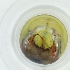  ( - SHAP_023_G1)  @11 [ ] by  Genome Research Ltd as Wellcome Sanger Institute Genome Research Limited operating as Wellcome Sanger Institute
