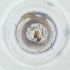  ( - SHAP_031_C6)  @11 [ ] by (2004) Genome Research Ltd as Wellcome Sanger Institute Genome Research Limited operating as Wellcome Sanger Institute