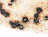  ( - SHPM98)  @11 [ ] © Copyright Government of Canada (2016) Unspecified Agriculture and Agri-Food Canada