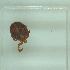  ( - NMNH-2022-030-B07)  @11 [ ] No Rights Reserved (2022) Yvonne Linton Smithsonian Institution National Museum of Natural History