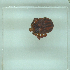  ( - NMNH-2022-030-B08)  @11 [ ] No Rights Reserved (2022) Yvonne Linton Smithsonian Institution National Museum of Natural History