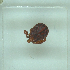  ( - NMNH-2022-030-B09)  @11 [ ] No Rights Reserved (2022) Yvonne Linton Smithsonian Institution National Museum of Natural History