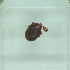  ( - NMNH-2022-030-B12)  @11 [ ] No Rights Reserved (2022) Yvonne Linton Smithsonian Institution National Museum of Natural History