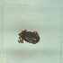  ( - NMNH-2022-031-C02)  @11 [ ] No Rights Reserved (2022) Yvonne Linton Smithsonian Institution National Museum of Natural History