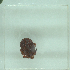  ( - NMNH-2022-031-C03)  @11 [ ] No Rights Reserved (2022) Yvonne Linton Smithsonian Institution National Museum of Natural History