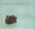  ( - NMNH-2022-031-C10)  @11 [ ] No Rights Reserved (2022) Yvonne Linton Smithsonian Institution National Museum of Natural History