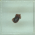  ( - NMNH-2022-031-E06)  @11 [ ] No Rights Reserved (2022) Yvonne Linton Smithsonian Institution National Museum of Natural History