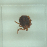  ( - NMNH-2022-031-F11)  @11 [ ] No Rights Reserved (2022) Yvonne Linton Smithsonian Institution National Museum of Natural History