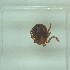  ( - NMNH-2022-031-F11)  @11 [ ] No Rights Reserved (2022) Yvonne Linton Smithsonian Institution National Museum of Natural History