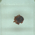  ( - NMNH-2022-031-G11)  @11 [ ] No Rights Reserved (2022) Yvonne Linton Smithsonian Institution National Museum of Natural History