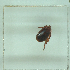  ( - NMNH-2022-032-F04)  @11 [ ] No Rights Reserved (2022) Yvonne Linton Smithsonian Institution National Museum of Natural History