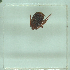  ( - NMNH-2022-032-F04)  @11 [ ] No Rights Reserved (2022) Yvonne Linton Smithsonian Institution National Museum of Natural History