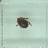  ( - NMNH-2022-032-F05)  @11 [ ] No Rights Reserved (2022) Yvonne Linton Smithsonian Institution National Museum of Natural History