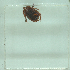  ( - NMNH-2022-032-F05)  @11 [ ] No Rights Reserved (2022) Yvonne Linton Smithsonian Institution National Museum of Natural History