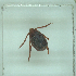  ( - NMNH-2022-032-G12)  @11 [ ] No Rights Reserved (2022) Yvonne Linton Smithsonian Institution National Museum of Natural History