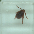  ( - NMNH-2022-032-G12)  @11 [ ] No Rights Reserved (2022) Yvonne Linton Smithsonian Institution National Museum of Natural History