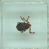  ( - NMNH-2022-032-H01)  @11 [ ] No Rights Reserved (2022) Yvonne Linton Smithsonian Institution National Museum of Natural History