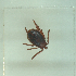  ( - NMNH-2022-035-B09)  @11 [ ] No Rights Reserved (2022) Yvonne Linton Smithsonian Institution National Museum of Natural History