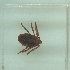  ( - NMNH-2022-035-C05)  @11 [ ] No Rights Reserved (2022) Yvonne Linton Smithsonian Institution National Museum of Natural History