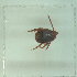  ( - NMNH-2022-035-C09)  @11 [ ] No Rights Reserved (2022) Yvonne Linton Smithsonian Institution National Museum of Natural History