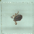  ( - NMNH-2022-035-C11)  @11 [ ] No Rights Reserved (2022) Yvonne Linton Smithsonian Institution National Museum of Natural History