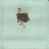  ( - NMNH-2022-035-C11)  @11 [ ] No Rights Reserved (2022) Yvonne Linton Smithsonian Institution National Museum of Natural History