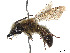  ( - CCDB-37881-A11)  @11 [ ] CreativeCommons - Attribution Share - Alike (2024) CBG Photography Group Centre for Biodiversity Genomics