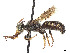  ( - CCDB-37881-F08)  @11 [ ] CreativeCommons - Attribution Share - Alike (2024) CBG Photography Group Centre for Biodiversity Genomics