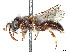  (Calliopsis barbata - CCDB-37881-F09)  @11 [ ] CreativeCommons - Attribution Share - Alike (2024) CBG Photography Group Centre for Biodiversity Genomics