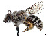  (Colletes cercidii - CCDB-37882-A03)  @11 [ ] CreativeCommons - Attribution Share - Alike (2024) CBG Photography Group Centre for Biodiversity Genomics
