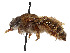  ( - CCDB-37882-A11)  @11 [ ] CreativeCommons - Attribution Share - Alike (2024) CBG Photography Group Centre for Biodiversity Genomics